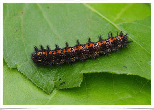 Bordered Patch Caterpillar